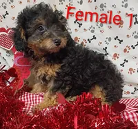 little female 1, a female Poodle - Toy  for sale in Montgomery, MI – Photo 4 of 10