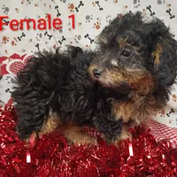little female 1, a female Poodle - Toy  for sale in Montgomery, MI – Photo 6 of 10