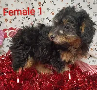 little female 1, a female Poodle - Toy  for sale in Montgomery, MI – Photo 6 of 10