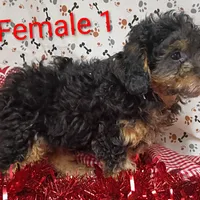 little female 1, a female Poodle - Toy  for sale in Montgomery, MI – Photo 7 of 10