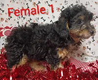 little female 1, a female Poodle - Toy  for sale in Montgomery, MI – Photo 7 of 10
