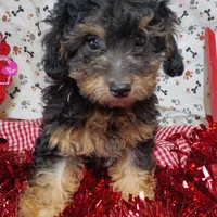 little female 1, a female Poodle - Toy  for sale in Montgomery, MI – Photo 10 of 10