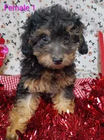 little female 1, a female Poodle - Toy  for sale in Montgomery, MI – Photo 10 of 10