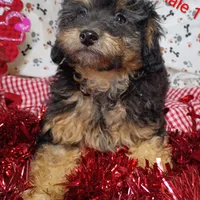 little female 1, a female Poodle - Toy  for sale in Montgomery, MI – Photo 1 of 10