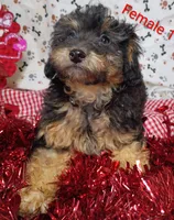 little female 1, a female Poodle - Toy  for sale in Montgomery, MI – Photo 1 of 10