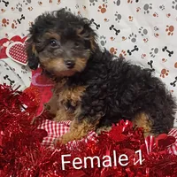little female 1, a female Poodle - Toy  for sale in Montgomery, MI – Photo 2 of 10