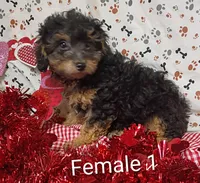 little female 1, a female Poodle - Toy  for sale in Montgomery, MI – Photo 2 of 10