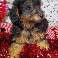 little female 1, a female Poodle - Toy  for sale in Montgomery, MI – Photo 5 of 10