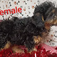 little female 1, a female Poodle - Toy  for sale in Montgomery, MI – Photo 3 of 10