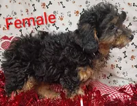 little female 1, a female Poodle - Toy  for sale in Montgomery, MI – Photo 3 of 10