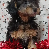 little female 1, a female Poodle - Toy  for sale in Montgomery, MI – Photo 9 of 10