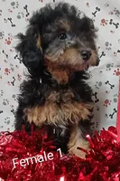 little female 1, a female Poodle - Toy  for sale in Montgomery, MI – Photo 9 of 10