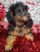 little female 1, a female Poodle - Toy  for sale in Montgomery, MI – Photo 8 of 10