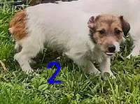 Female 2, a female Jack Russell Terrier for sale in Montgomery, MI – 7 of 10