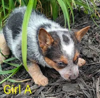 Girl A, a female Australian Cattle Dog for sale in Montgomery, MI – 6 of 10