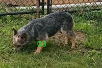 G3, a female Australian Cattle Dog for sale in Montgomery, MI – 2 of 3