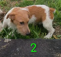 Male 2, a male Jack Russell Terrier for sale in Montgomery, MI – 5 of 8