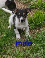 male, a male Jack Russell Terrier for sale in Montgomery, MI – 8 of 9