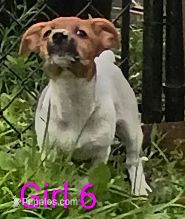 Female 8 – Jack Russell Terrier puppy for sale in Montgomery, MI