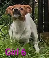 Female 8, a female Jack Russell Terrier for sale in Montgomery, MI – 1 of 7