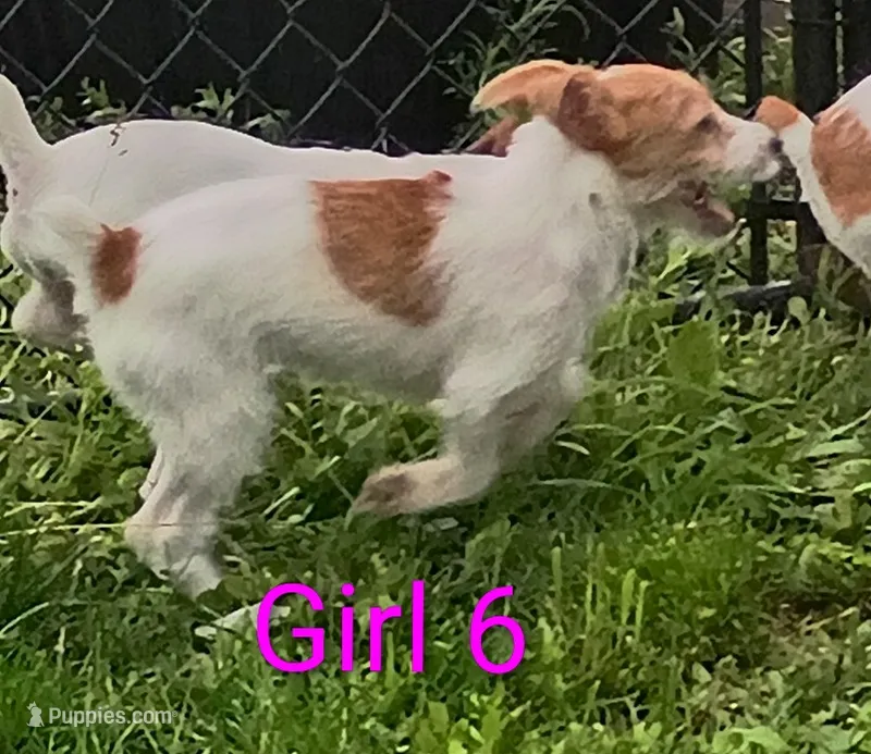 Girl  – Jack Russell Terrier puppy for sale in Montgomery, MI