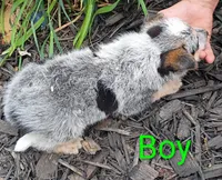 Boy, a female Australian Cattle Dog for sale in Montgomery, MI – 10 of 10