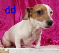 Jack Female dd, a female Jack Russell Terrier for sale in Montgomery, MI – Photo 2 of 10