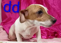 Jack Female dd, a female Jack Russell Terrier for sale in Montgomery, MI – Photo 3 of 10