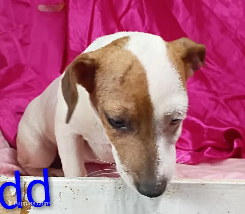 Jack Female dd – Jack Russell Terrier puppy for sale in Montgomery, MI