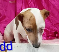 Jack Female dd, a female Jack Russell Terrier for sale in Montgomery, MI – Photo 1 of 10