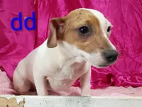 Jack Female dd, a female Jack Russell Terrier for sale in Montgomery, MI – Photo 5 of 10