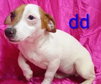 Jack Female dd, a female Jack Russell Terrier for sale in Montgomery, MI – Photo 6 of 10