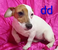 Jack Female dd, a female Jack Russell Terrier for sale in Montgomery, MI – Photo 7 of 10