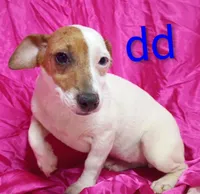 Jack Female dd, a female Jack Russell Terrier for sale in Montgomery, MI – Photo 10 of 10