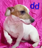 Jack Female dd, a female Jack Russell Terrier for sale in Montgomery, MI – Photo 9 of 10