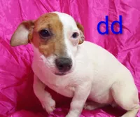 Jack Female dd, a female Jack Russell Terrier for sale in Montgomery, MI – Photo 8 of 10