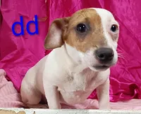 Jack Female dd, a female Jack Russell Terrier for sale in Montgomery, MI – Photo 4 of 10