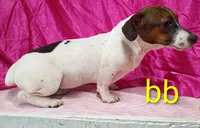 Jack Female bb, a female Jack Russell Terrier for sale in Montgomery, MI – Photo 10 of 10