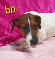 Jack Female bb, a female Jack Russell Terrier for sale in Montgomery, MI – Photo 3 of 10