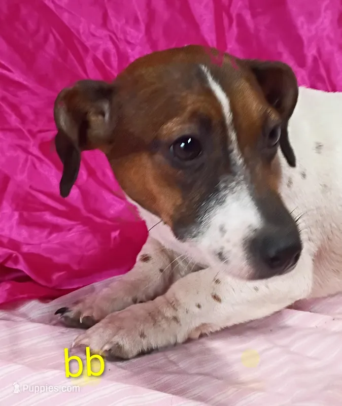 Jack Female bb – Jack Russell Terrier puppy for sale in Montgomery, MI