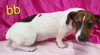 Jack Female bb, a female Jack Russell Terrier for sale in Montgomery, MI – Photo 8 of 10