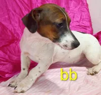 Jack Female bb, a female Jack Russell Terrier for sale in Montgomery, MI – Photo 5 of 10