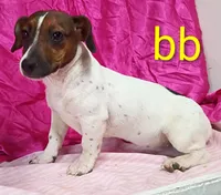 Jack Female bb, a female Jack Russell Terrier for sale in Montgomery, MI – Photo 7 of 10