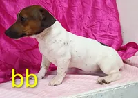 Jack Female bb, a female Jack Russell Terrier for sale in Montgomery, MI – Photo 9 of 10