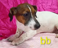 Jack Female bb, a female Jack Russell Terrier for sale in Montgomery, MI – Photo 2 of 10