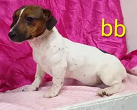 Jack Female bb, a female Jack Russell Terrier for sale in Montgomery, MI – Photo 6 of 10