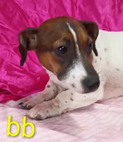 Jack Female bb, a female Jack Russell Terrier for sale in Montgomery, MI – Photo 4 of 10