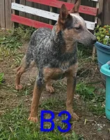 B3, a male Australian Cattle Dog for sale in Montgomery, MI – 4 of 6
