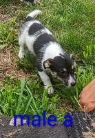 male, a male Jack Russell Terrier for sale in Montgomery, MI – 9 of 9