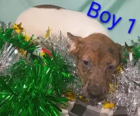 Boy 1, a female Jack Russell Terrier for sale in Montgomery, MI – Photo 6 of 8